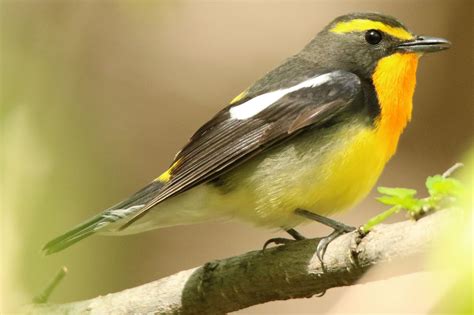 庭 鳥|野鳥図鑑（野鳥の種類、名前）